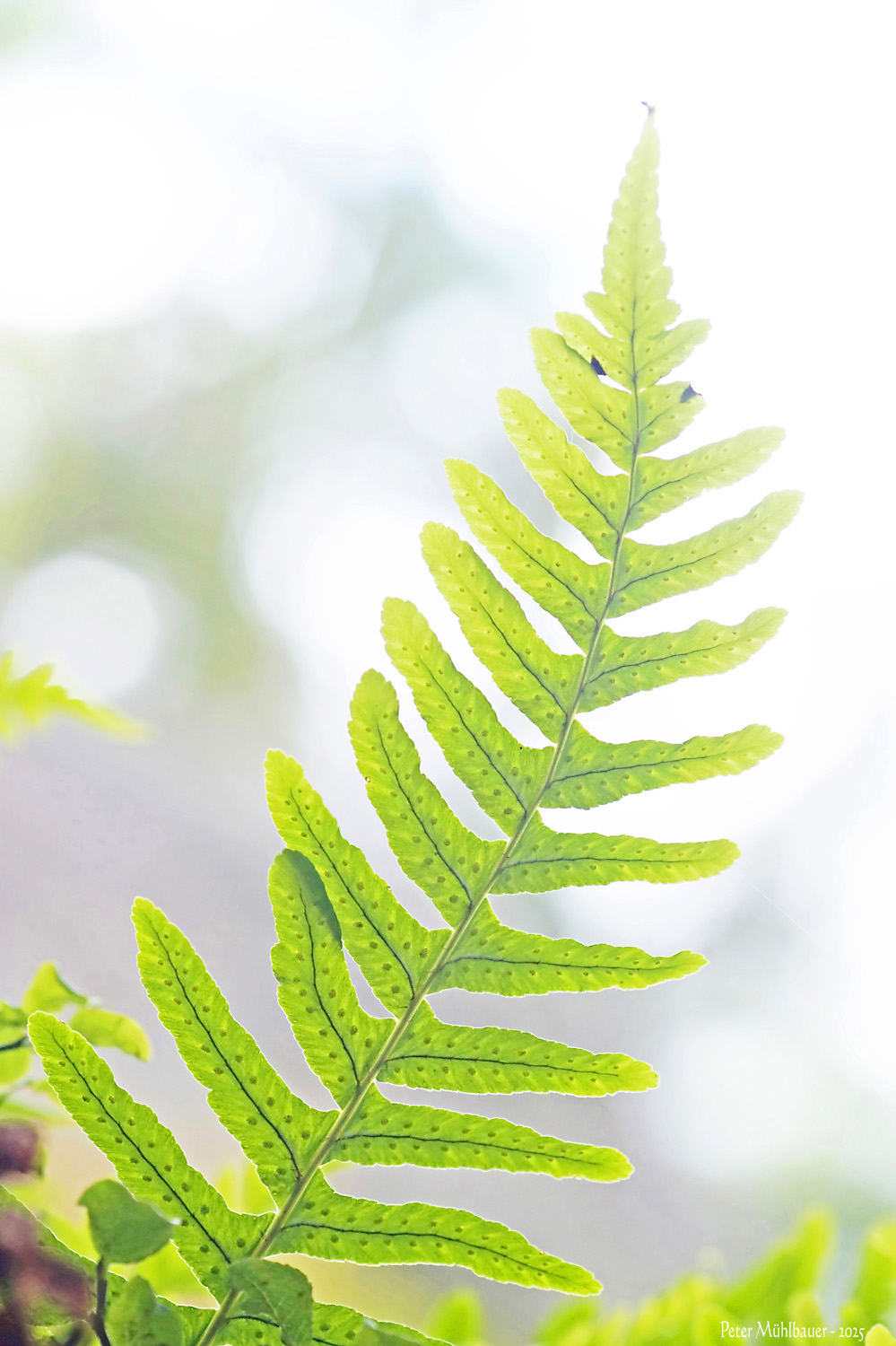 Oh du schöner Farntannenbaum ..