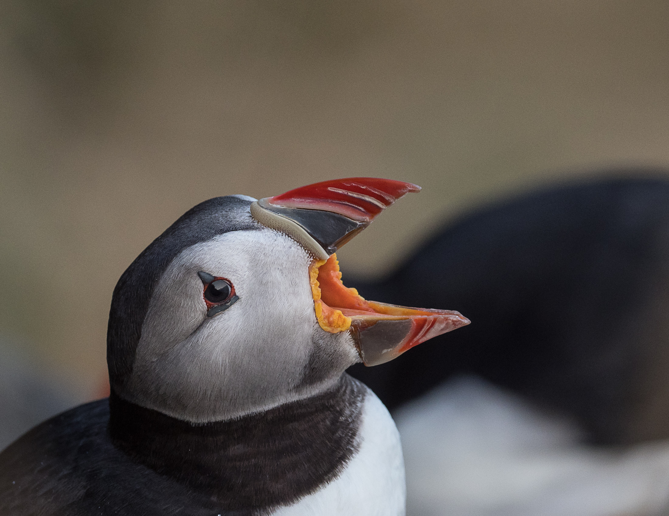 Der Tag war lang, da kann man schon mal gähnen