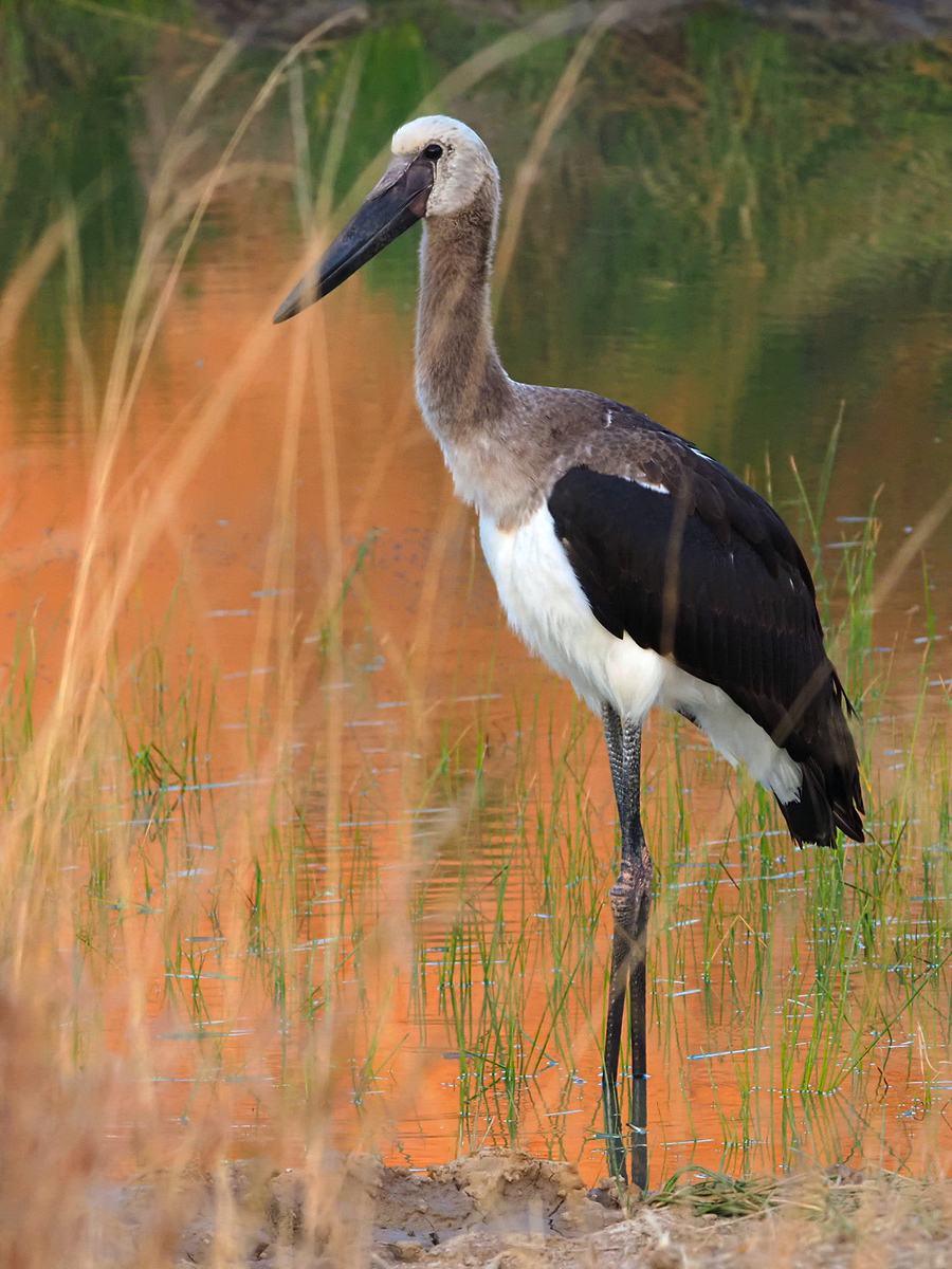 mit langgestreckten Beinen