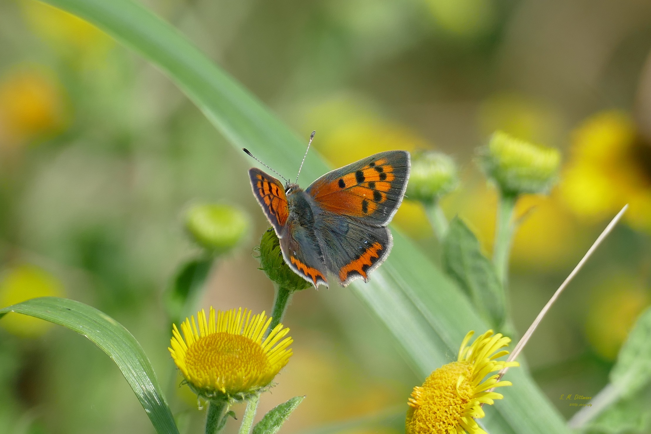 Der Kleine Feuerfalter