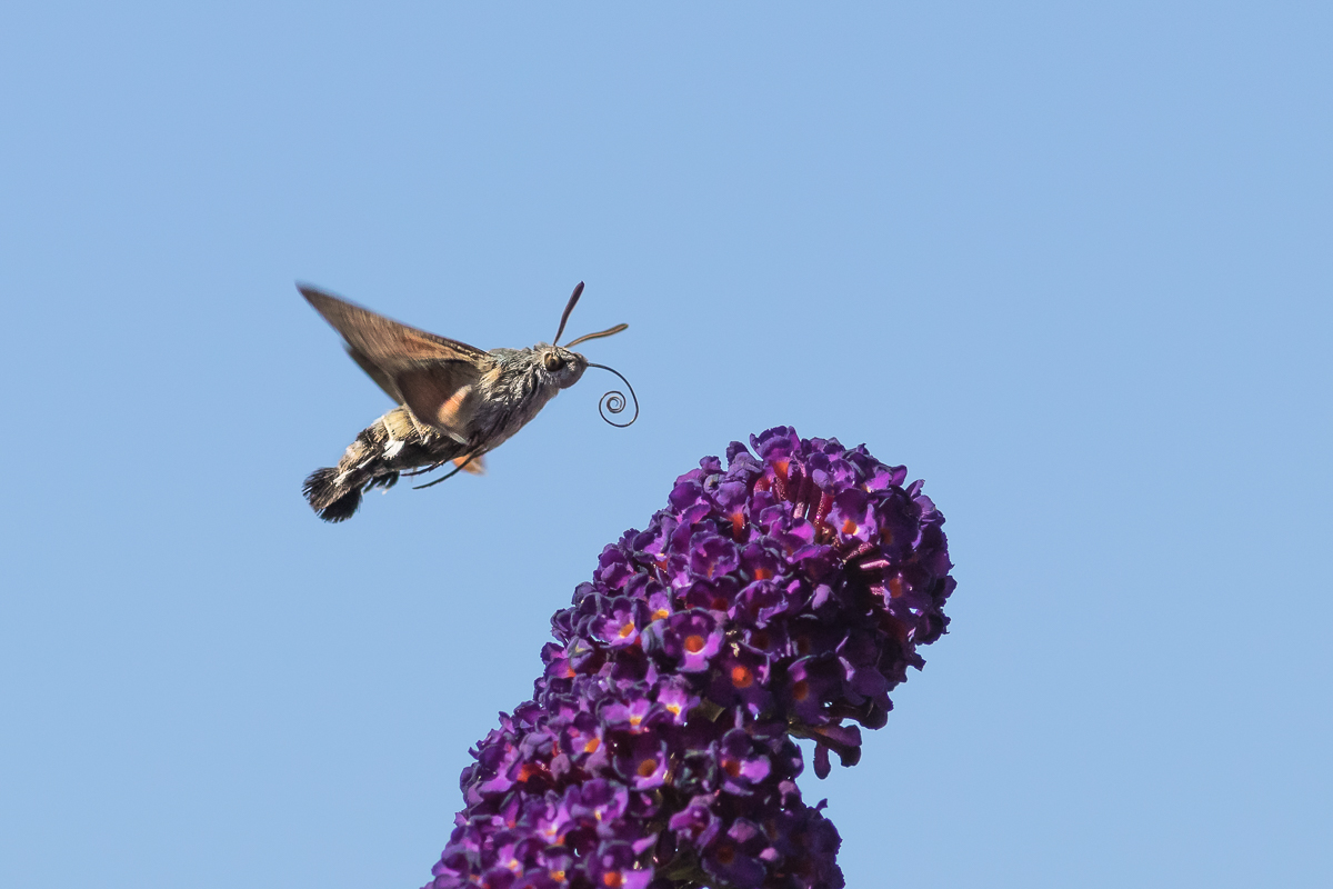 Taubenschwänzchen im Anflug