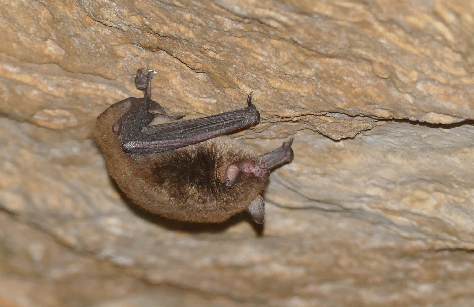 Wasserfledermaus ...