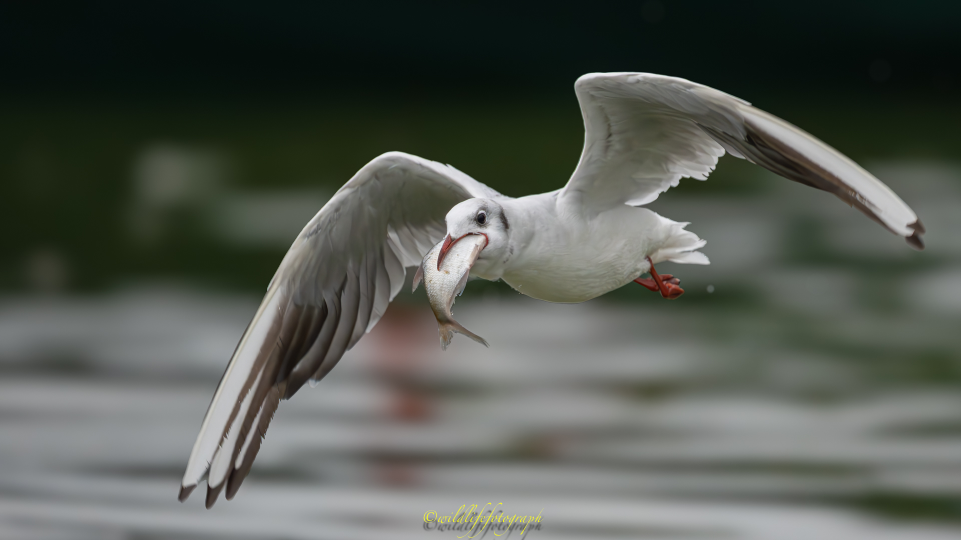 Wenn man den Hals nicht voll bekommt.