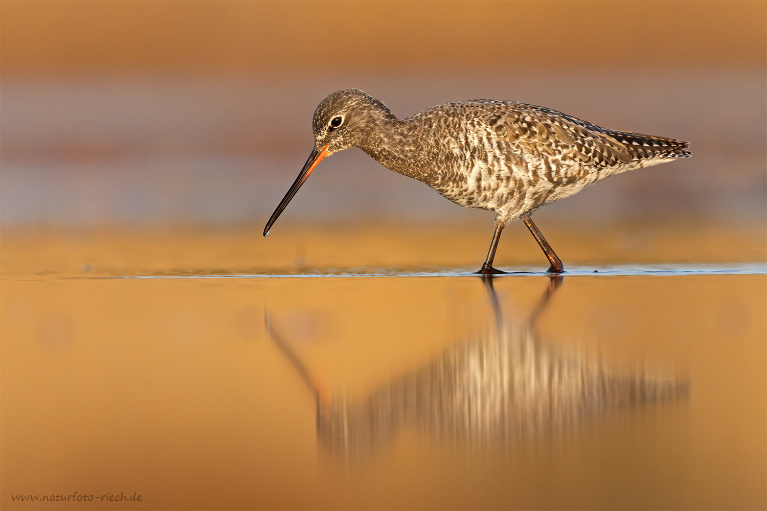 Dunkler Wasserläufer