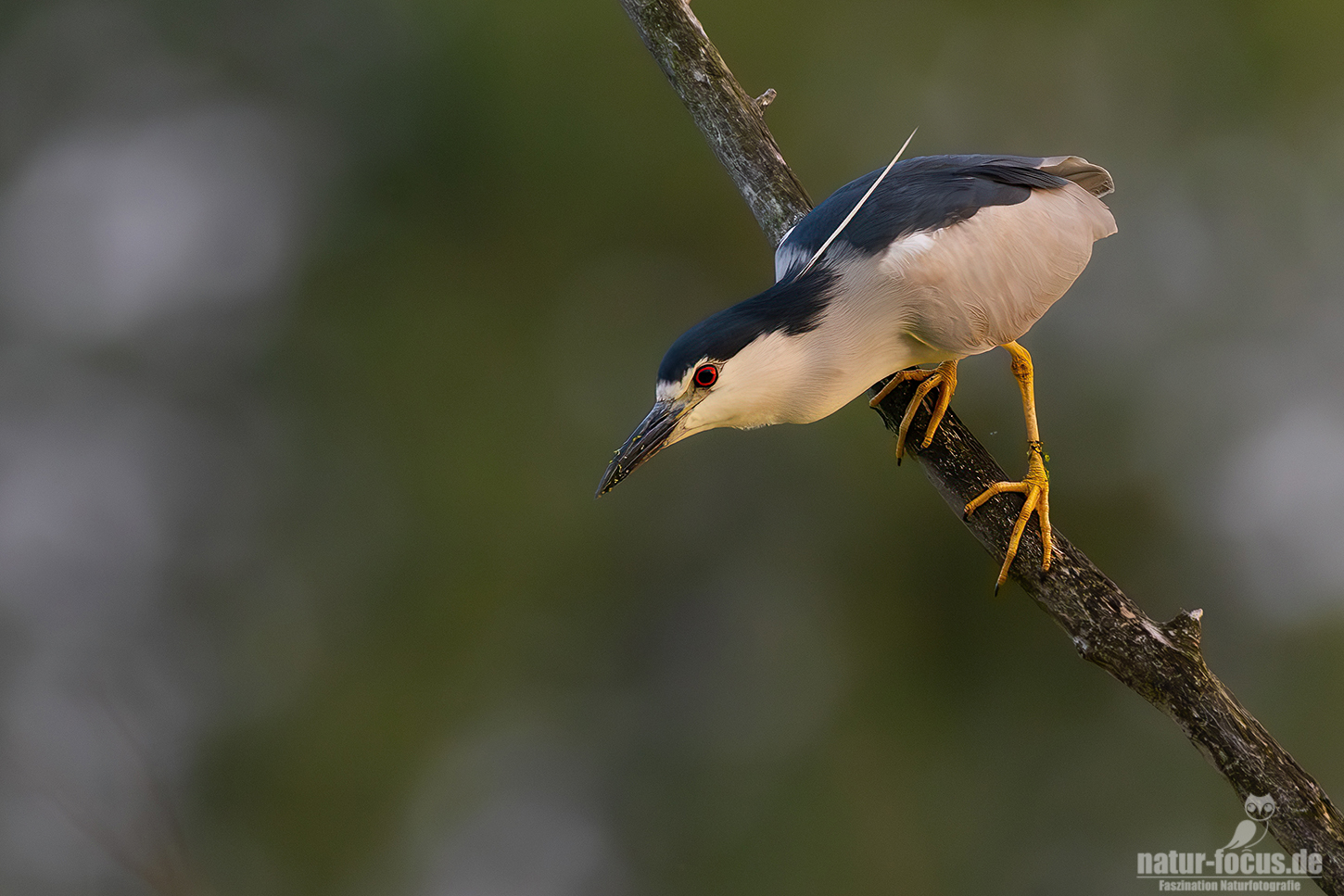 Nachtreiher bei der Jagd