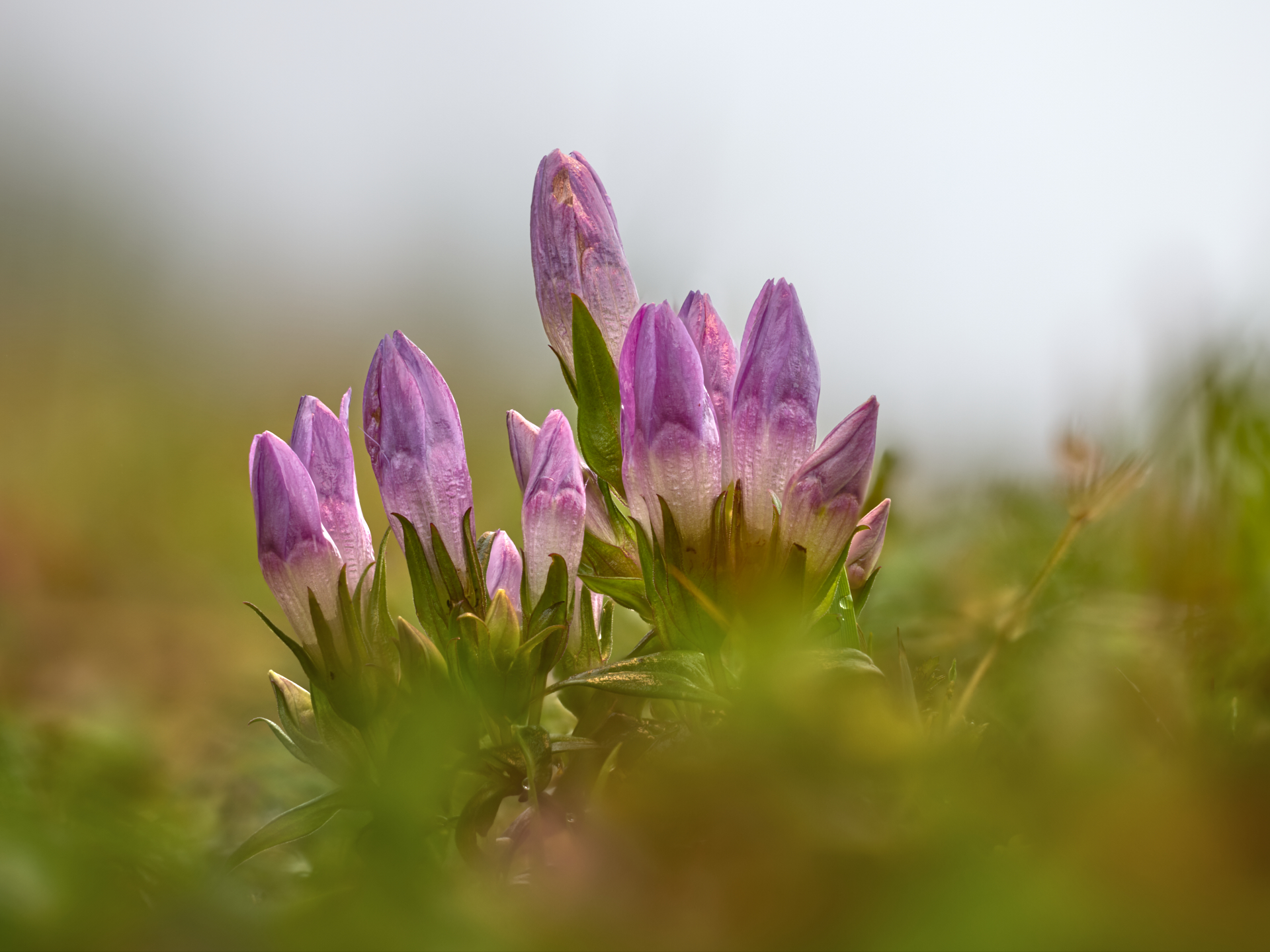 Deutscher Fransenenzian