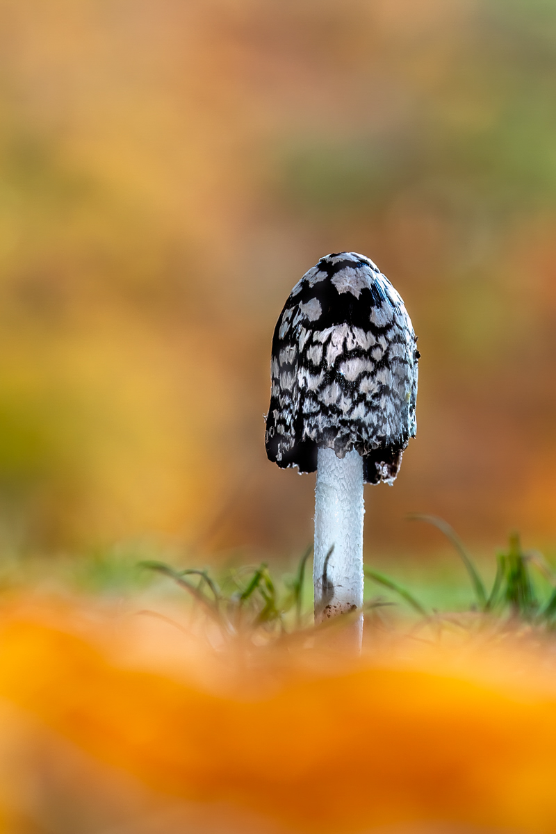 Ein Spechttintling ...