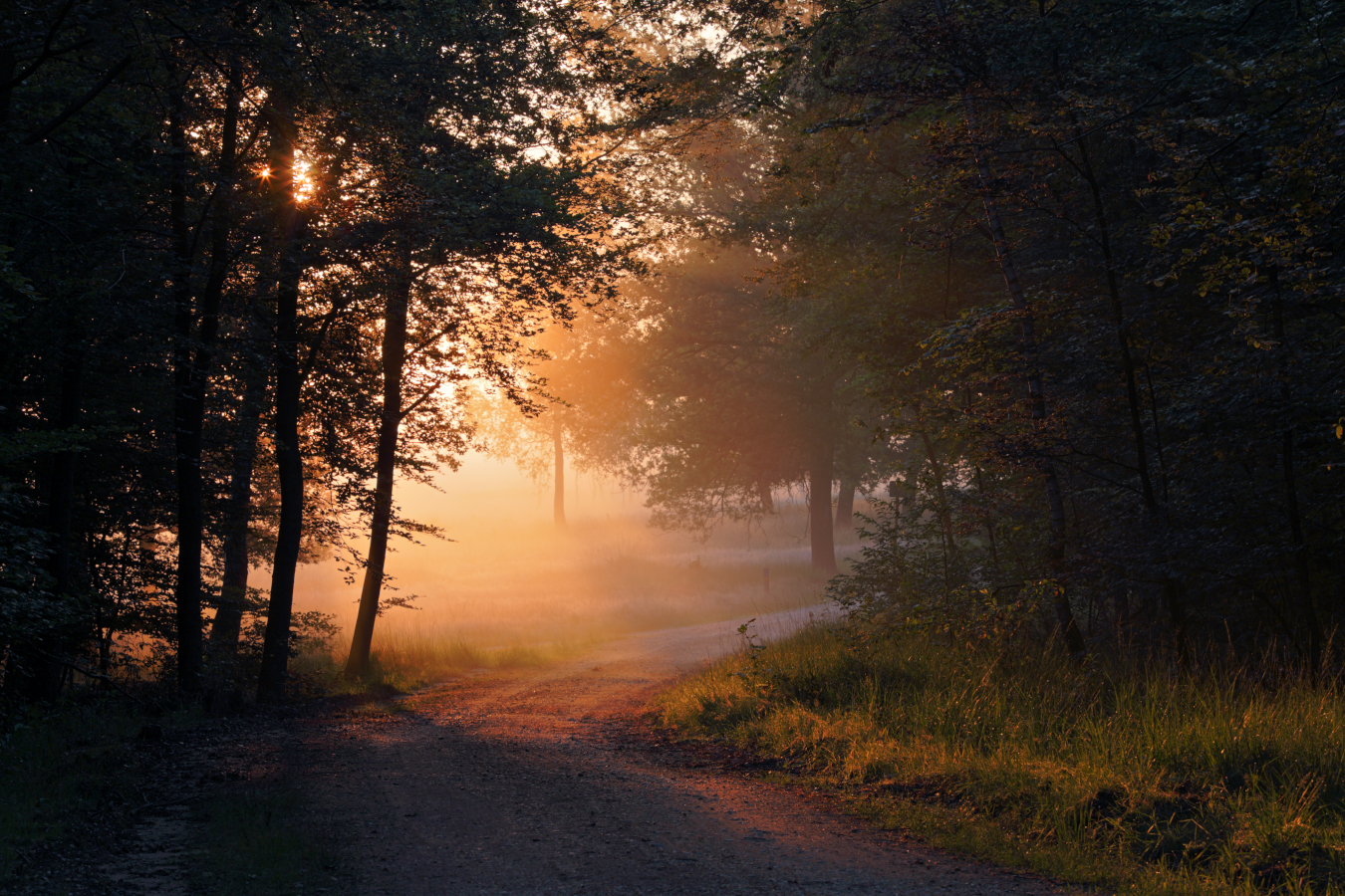 Aus dem Wald hinaus in die Heide