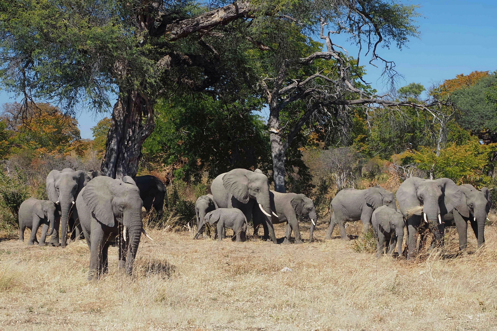 Elefanten so weit das Auge reicht...