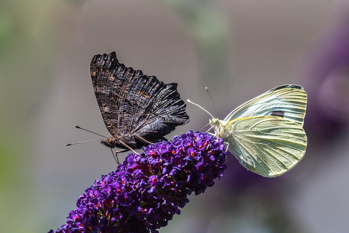 Kohlweißling folgt Tagpfauenauge