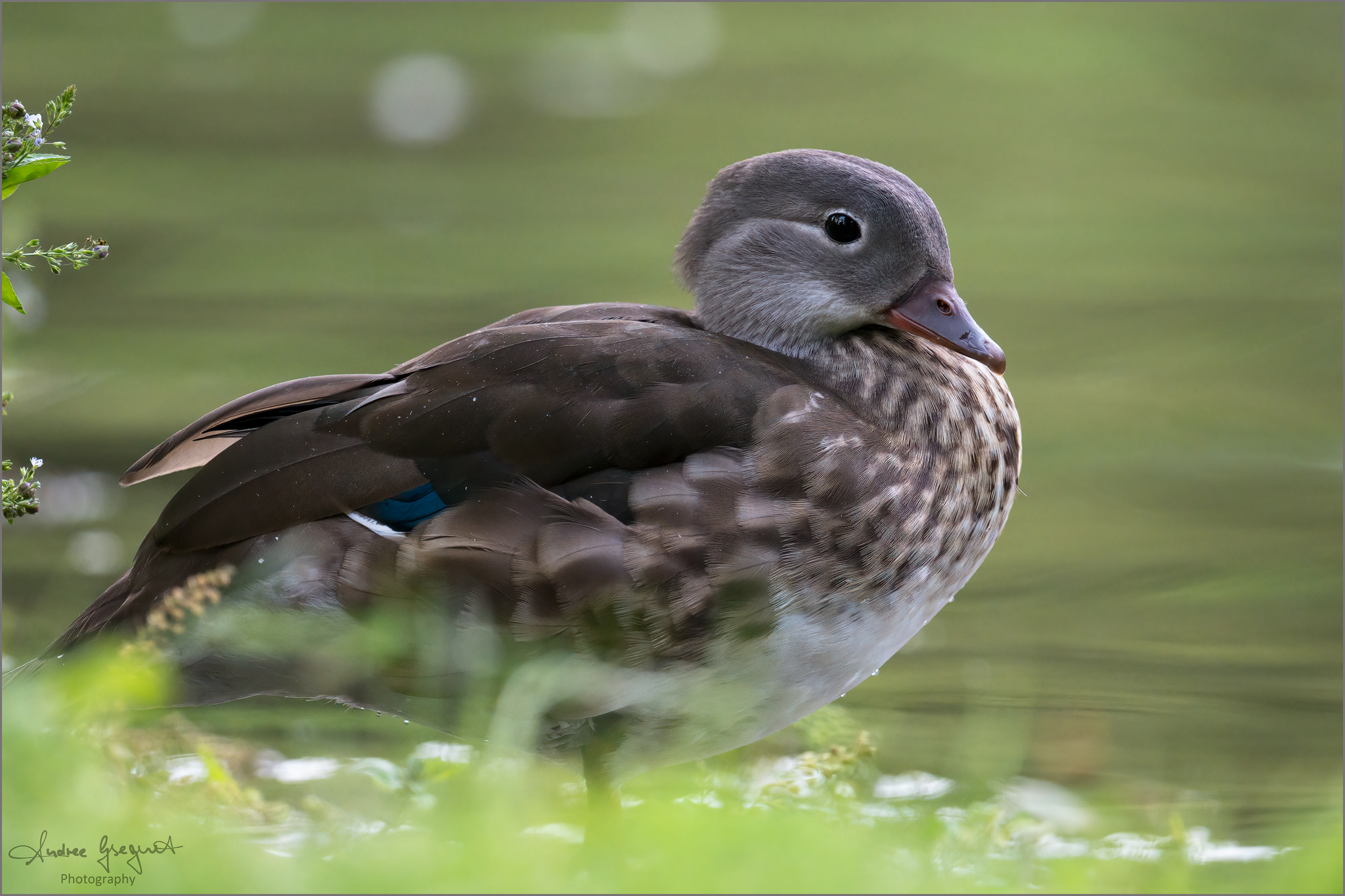 Mandarinente Portrait