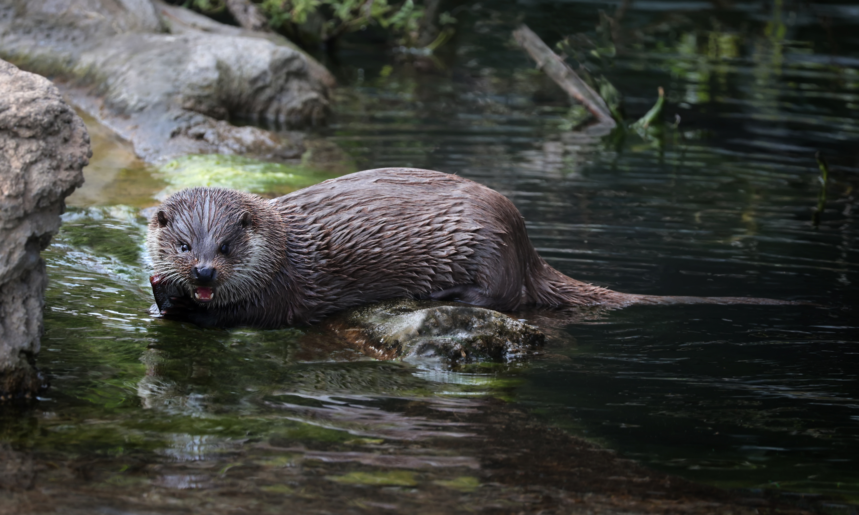 Bei den Fischottern....