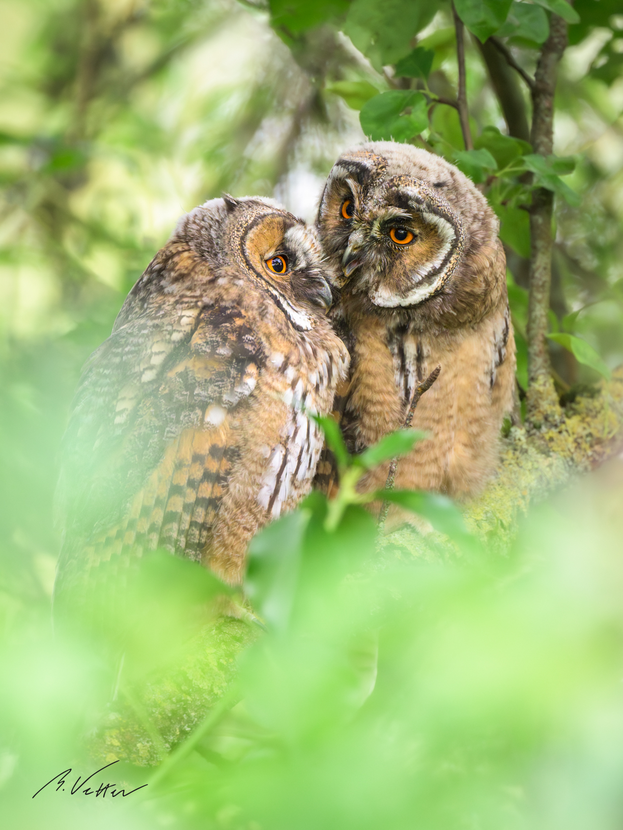 Stille Zweisamkeit - Waldohreulen