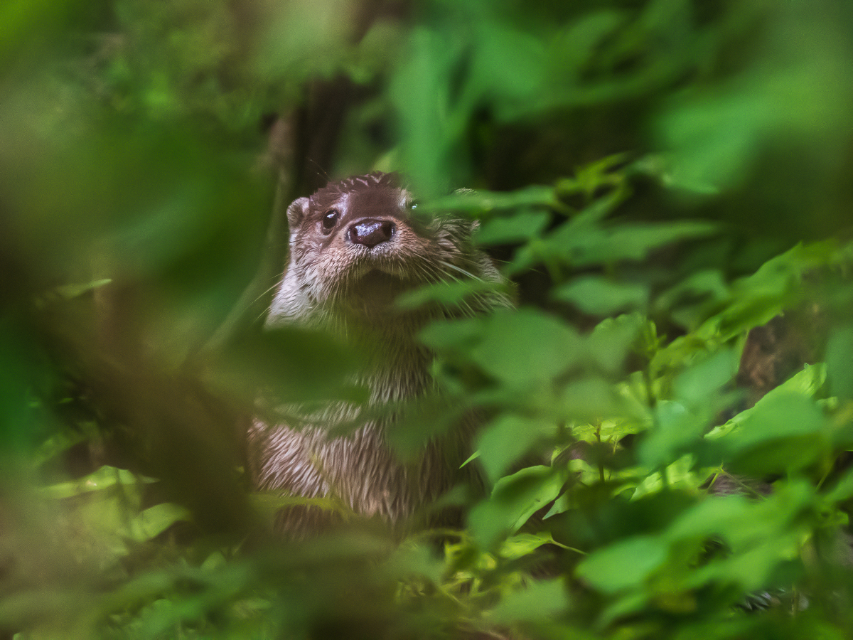 Heimlicher Zeitgenosse