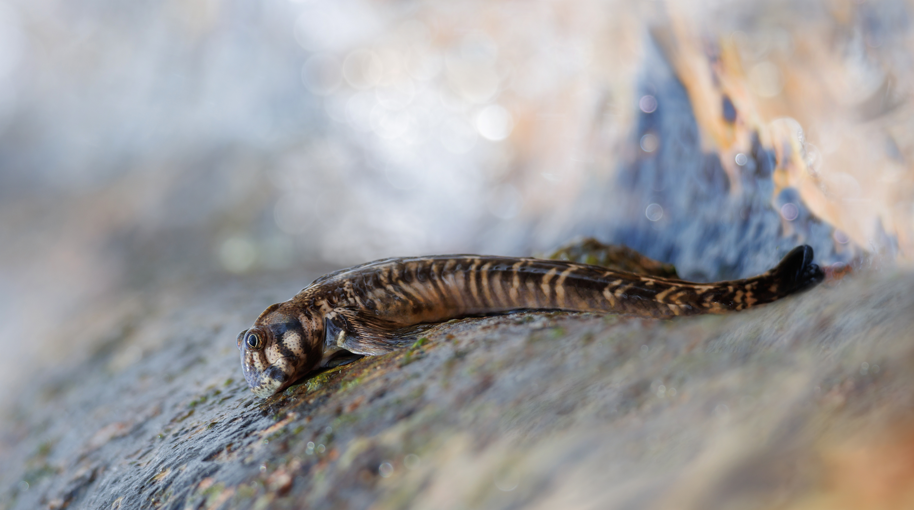 Bei den Schlammspringern...