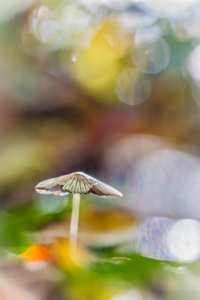 Winzling im bunten Herbstlaub