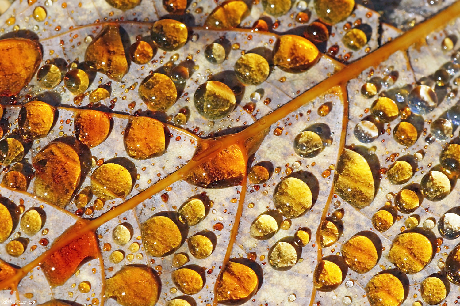 Leuchtendes Blattgold ..