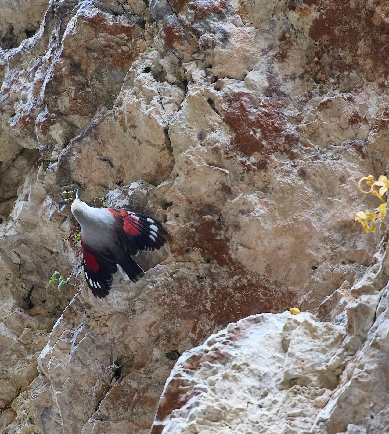 Wallcreeper