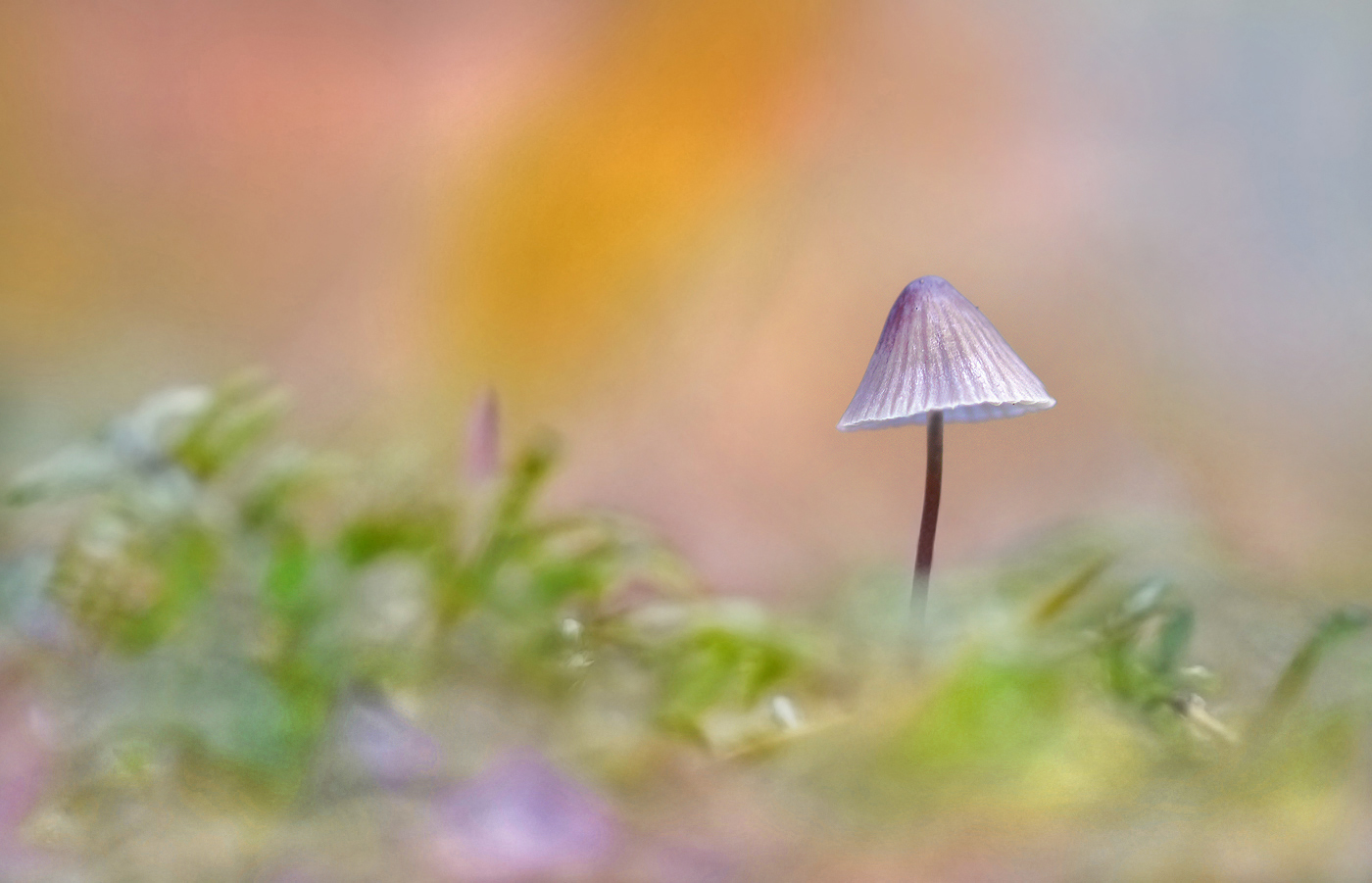 Einen habe ich auch noch ...,