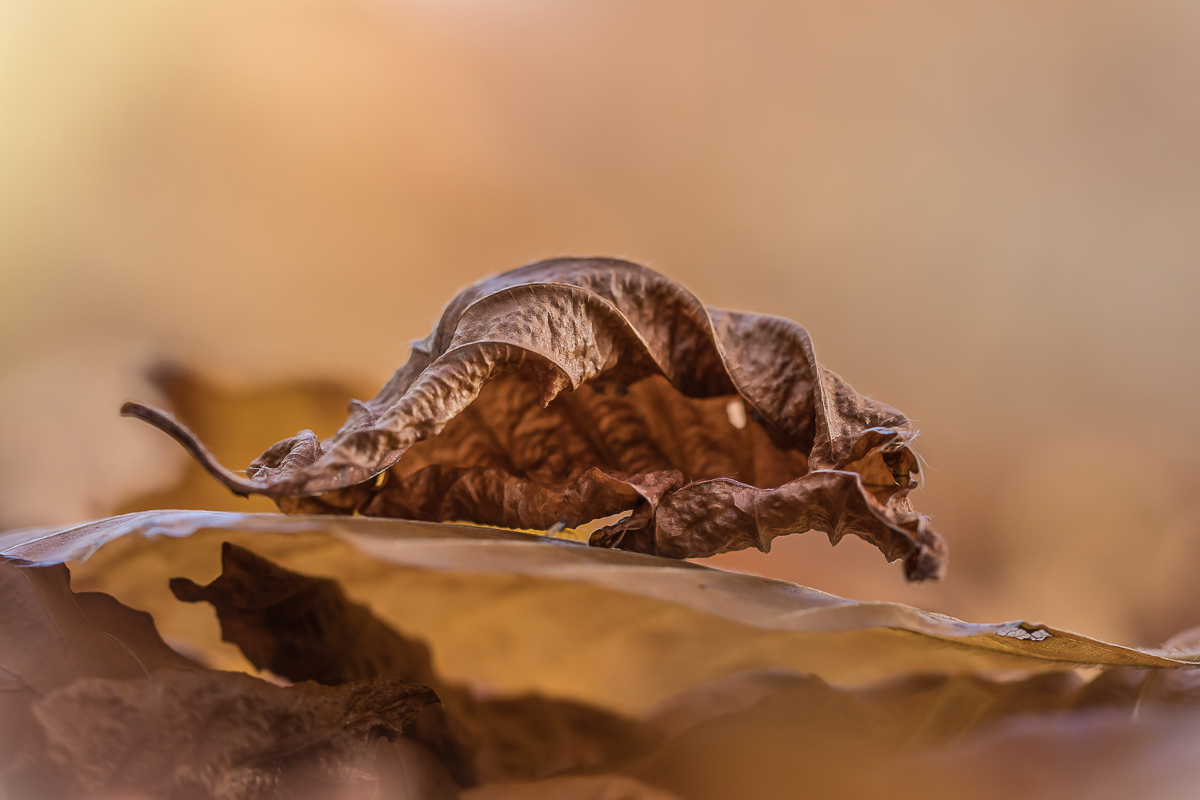 seltene Kurzschwanzblattspitzmaus