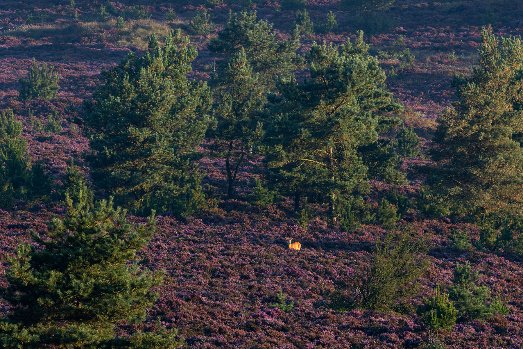 Ein Rehbock geniesst die Wärme der Morgensonne
