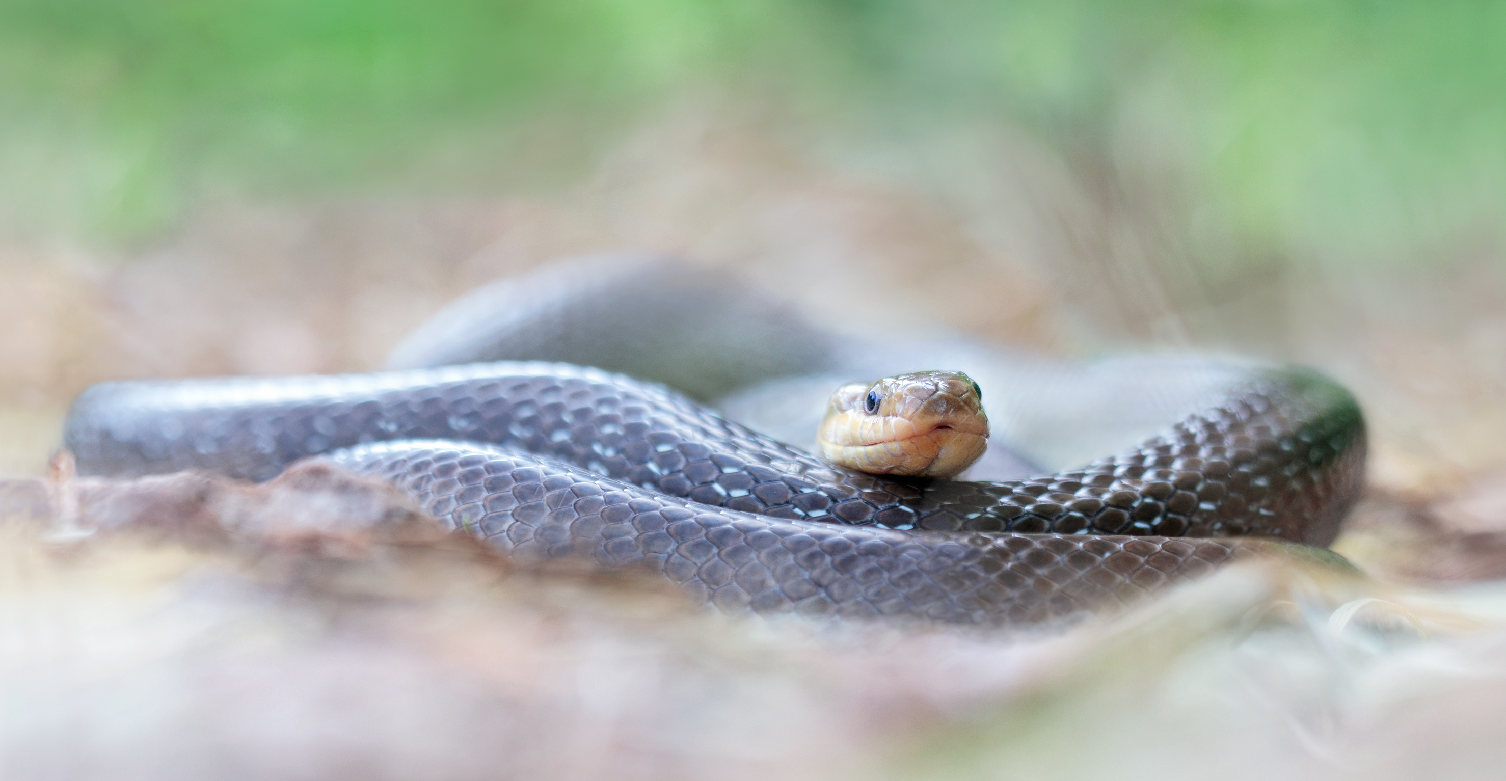 Zamenis longissimus....