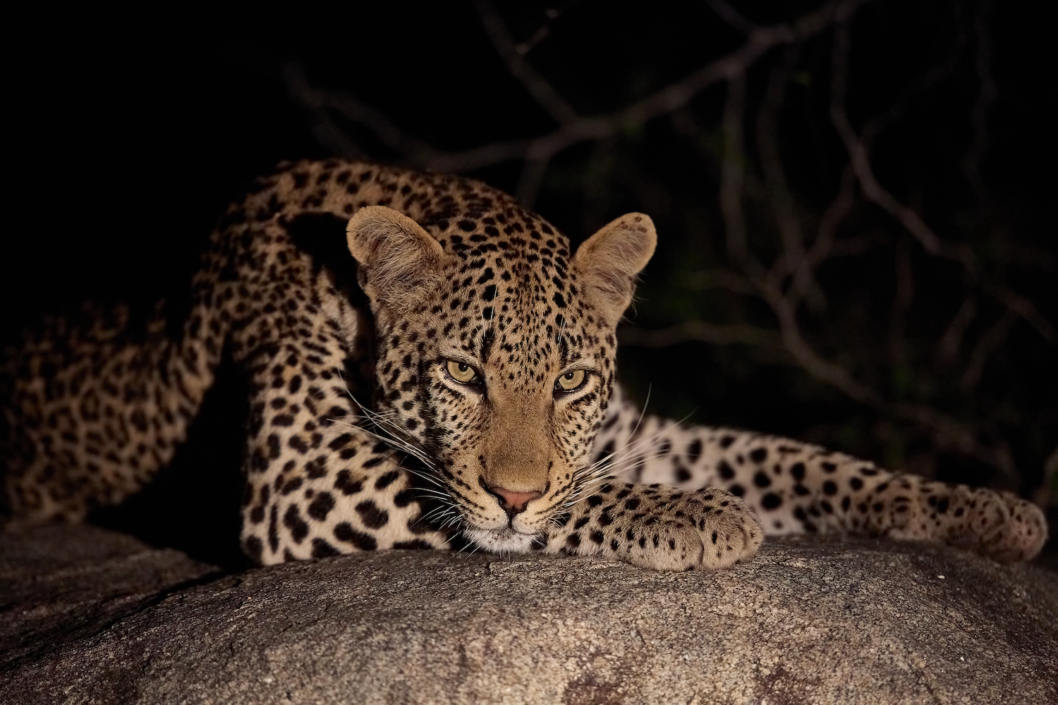 Überraschung in der Dunkelheit