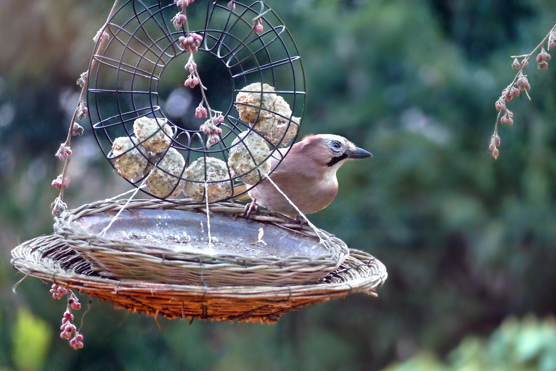 DAS soll eine Meise sein ... ???