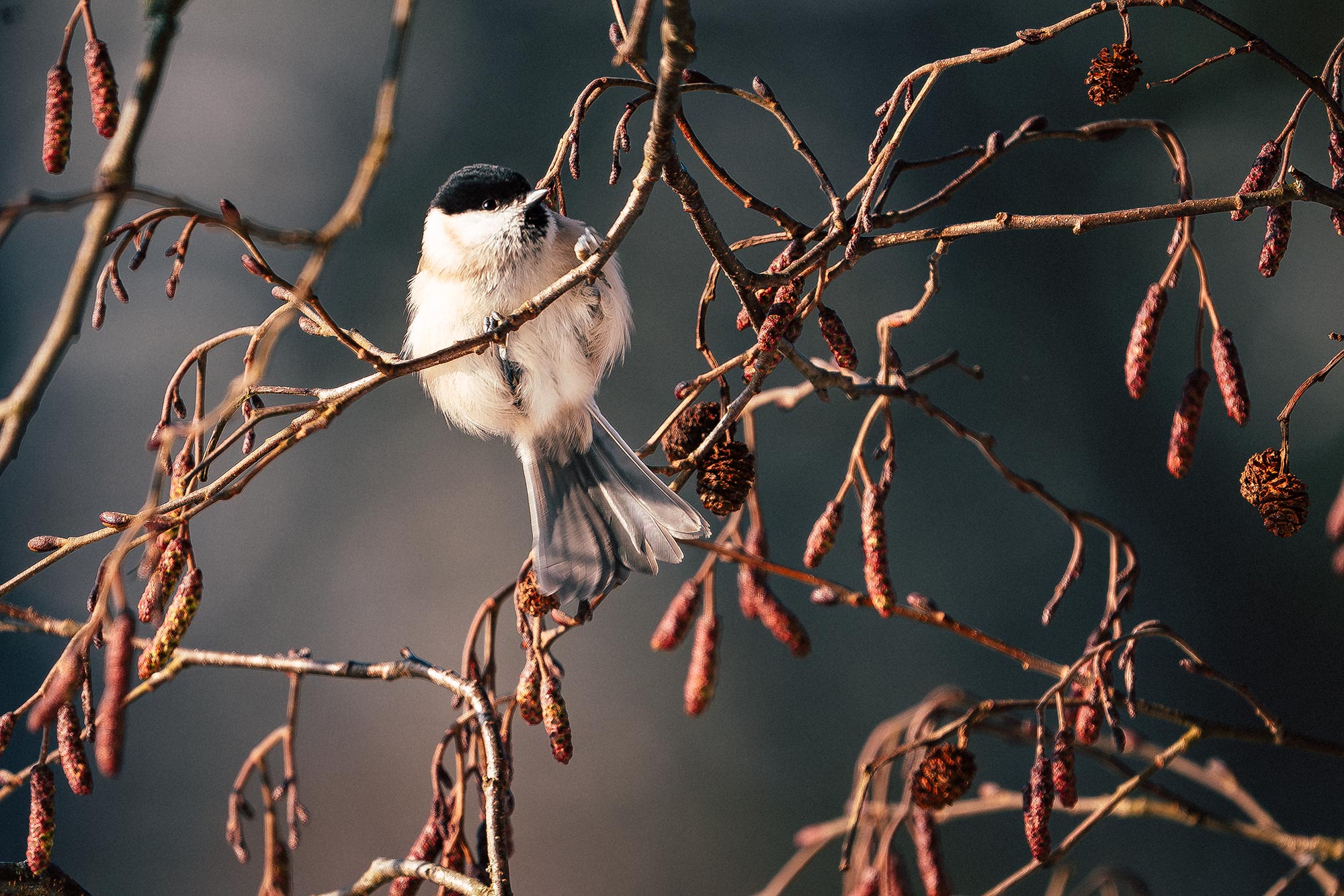 Sumpfweise am Auwaldsee