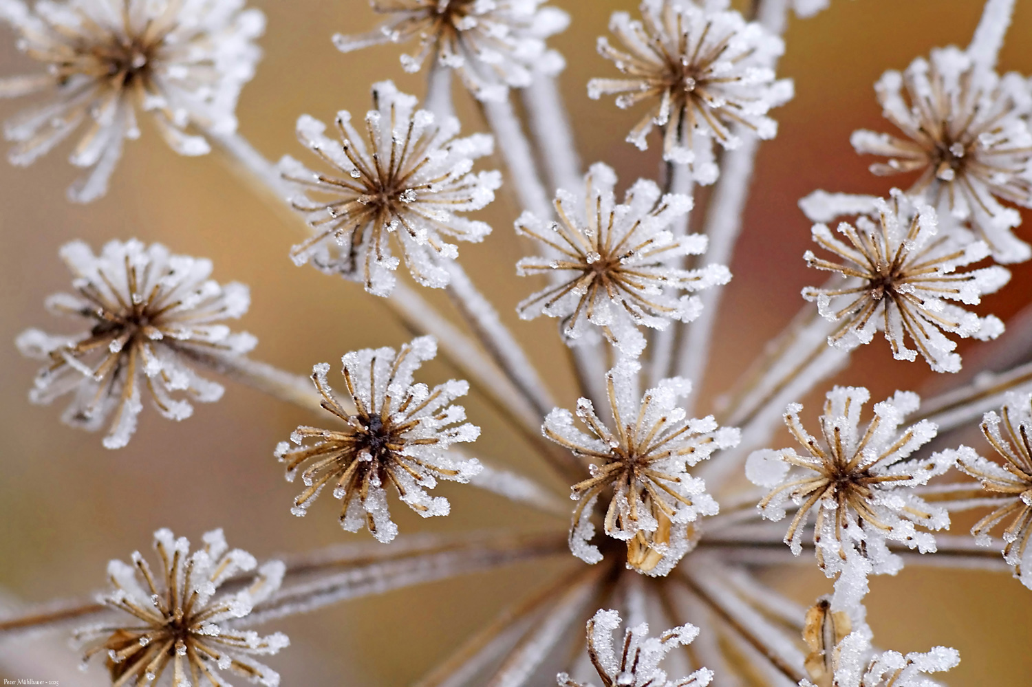 Weihnachtsdeko für Doldensterne