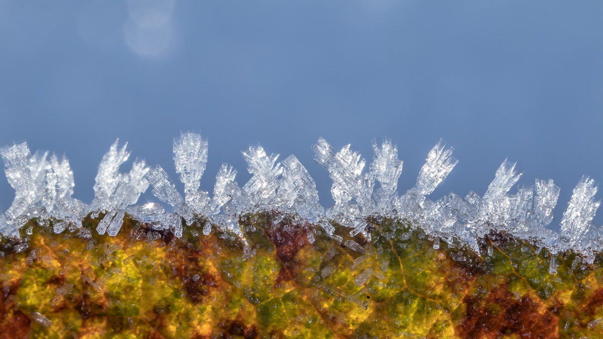 Kristalle auf Blattkante
