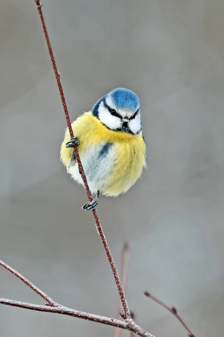 Blaumeise am Birkenzweig