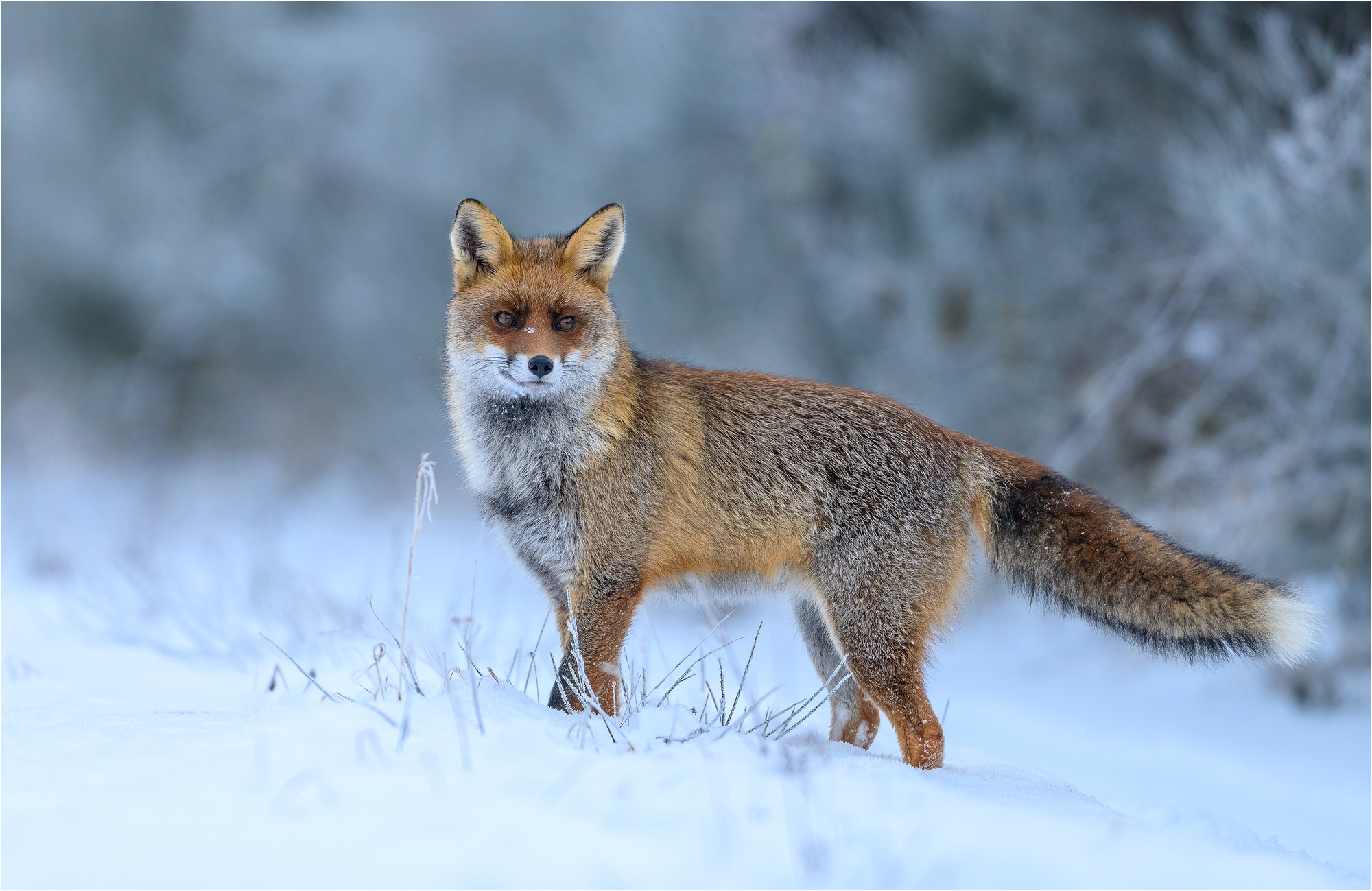 Winterfuchs