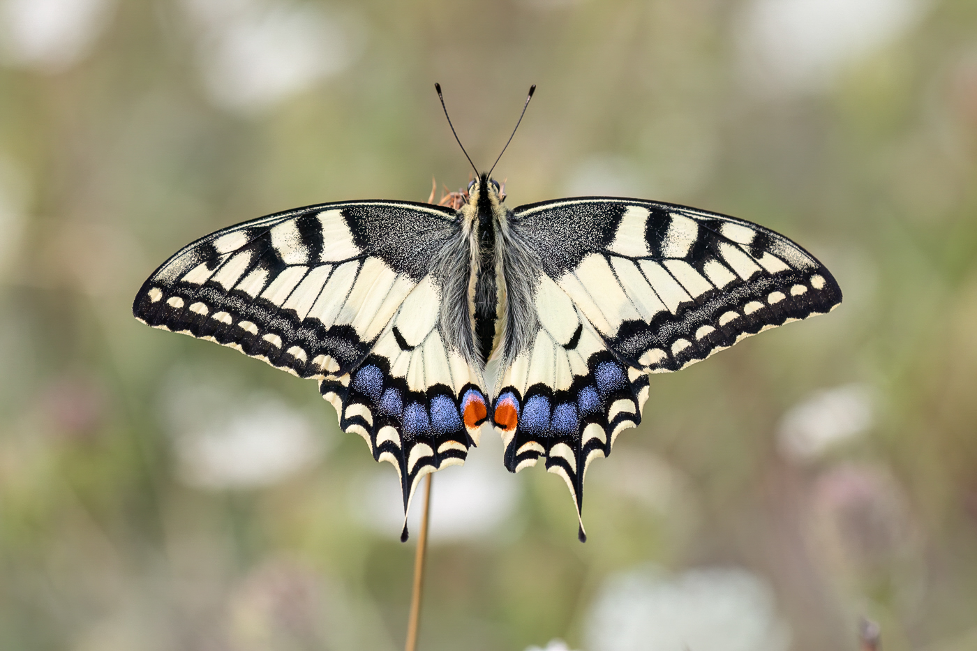 Schwalbenschwanz ...