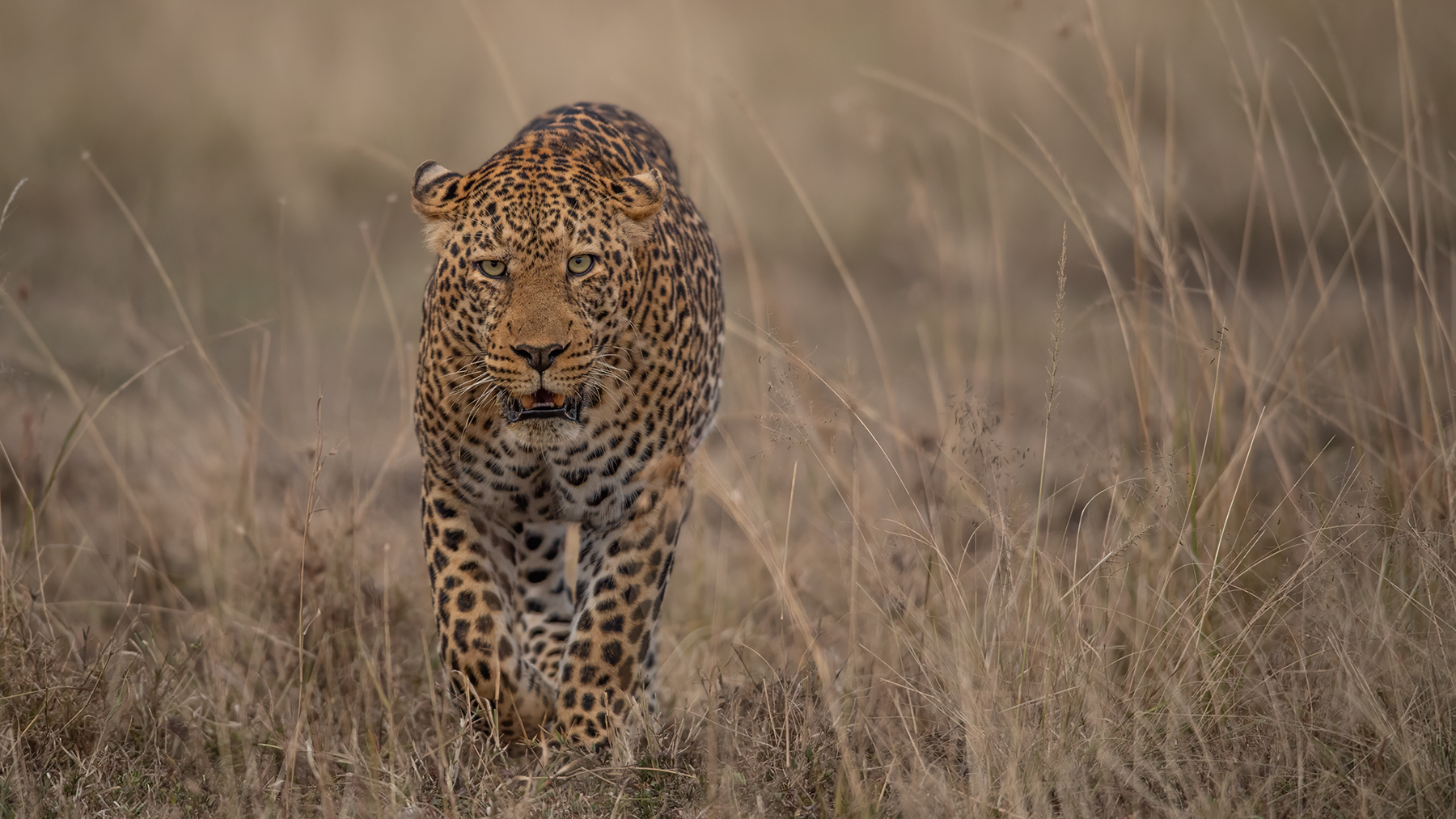 der hat mich im Blick