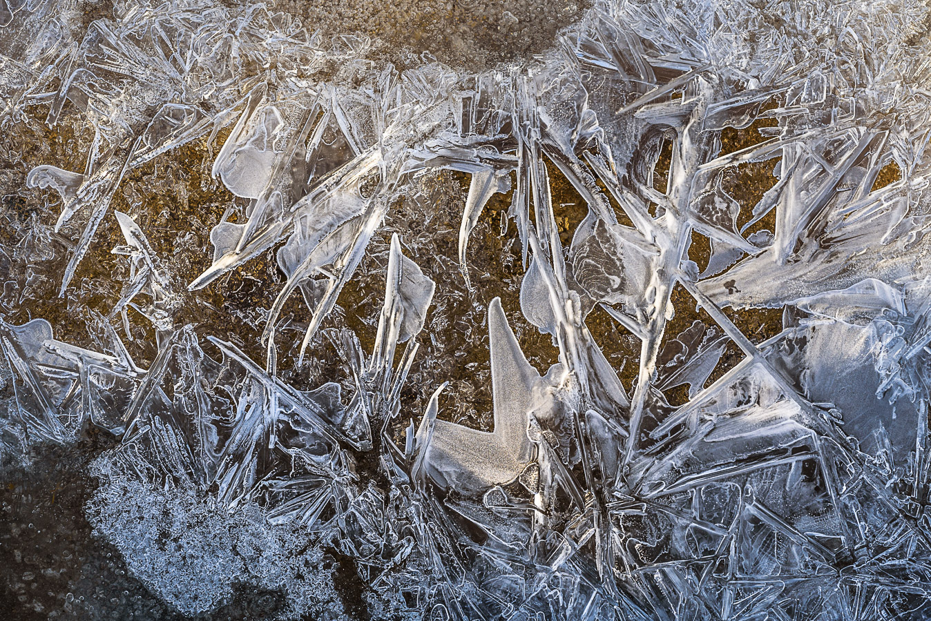 Eisdrachen im Dornendschungel