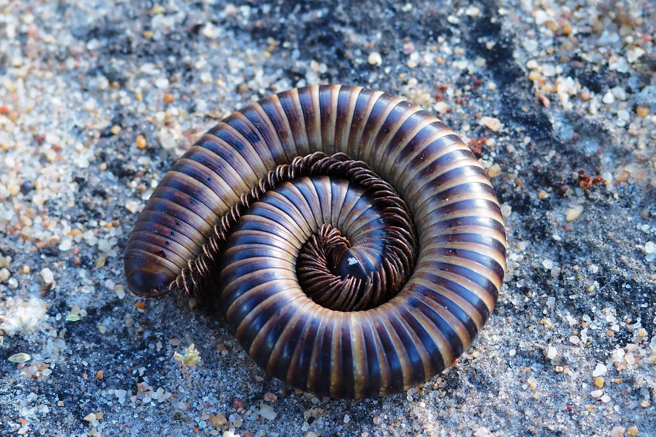 Riesentausendfüßer