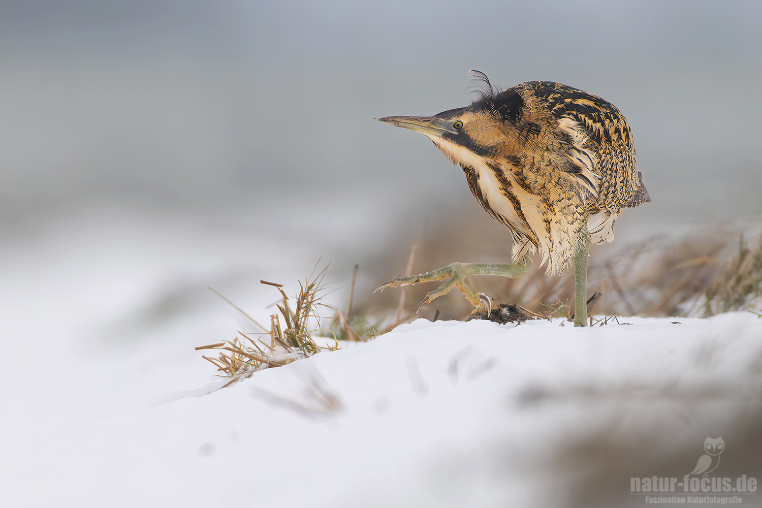 Rohrdommel im Winter