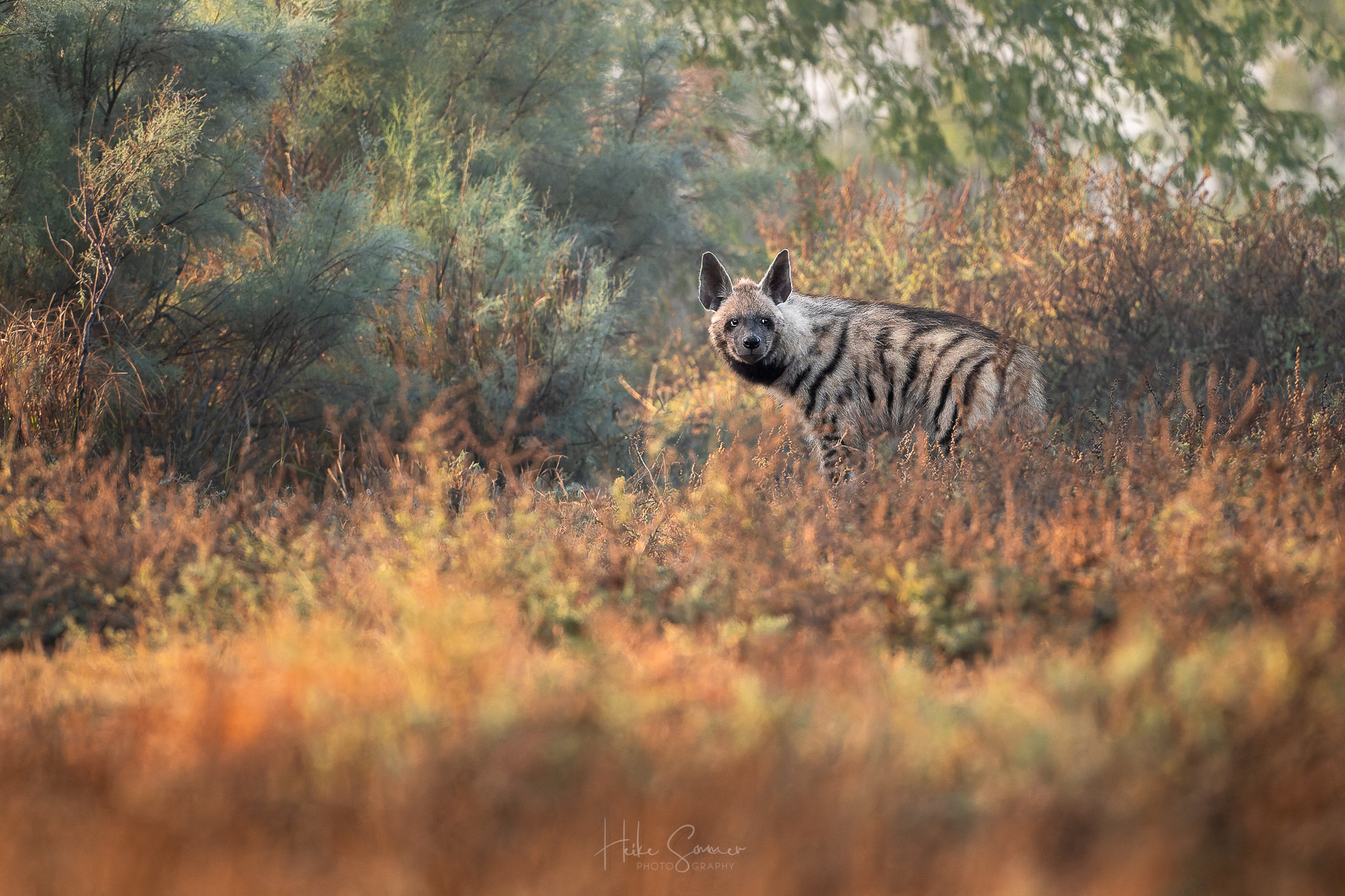 Streifenhyäne im Märchenland