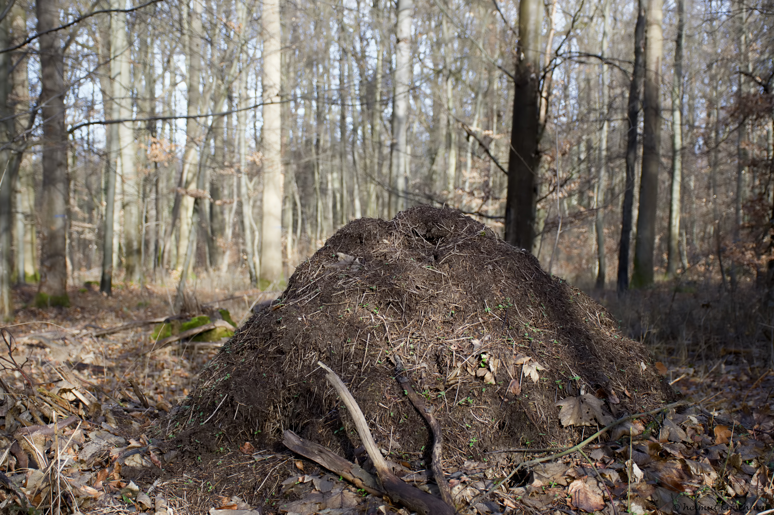 Nest der roten Waldameise