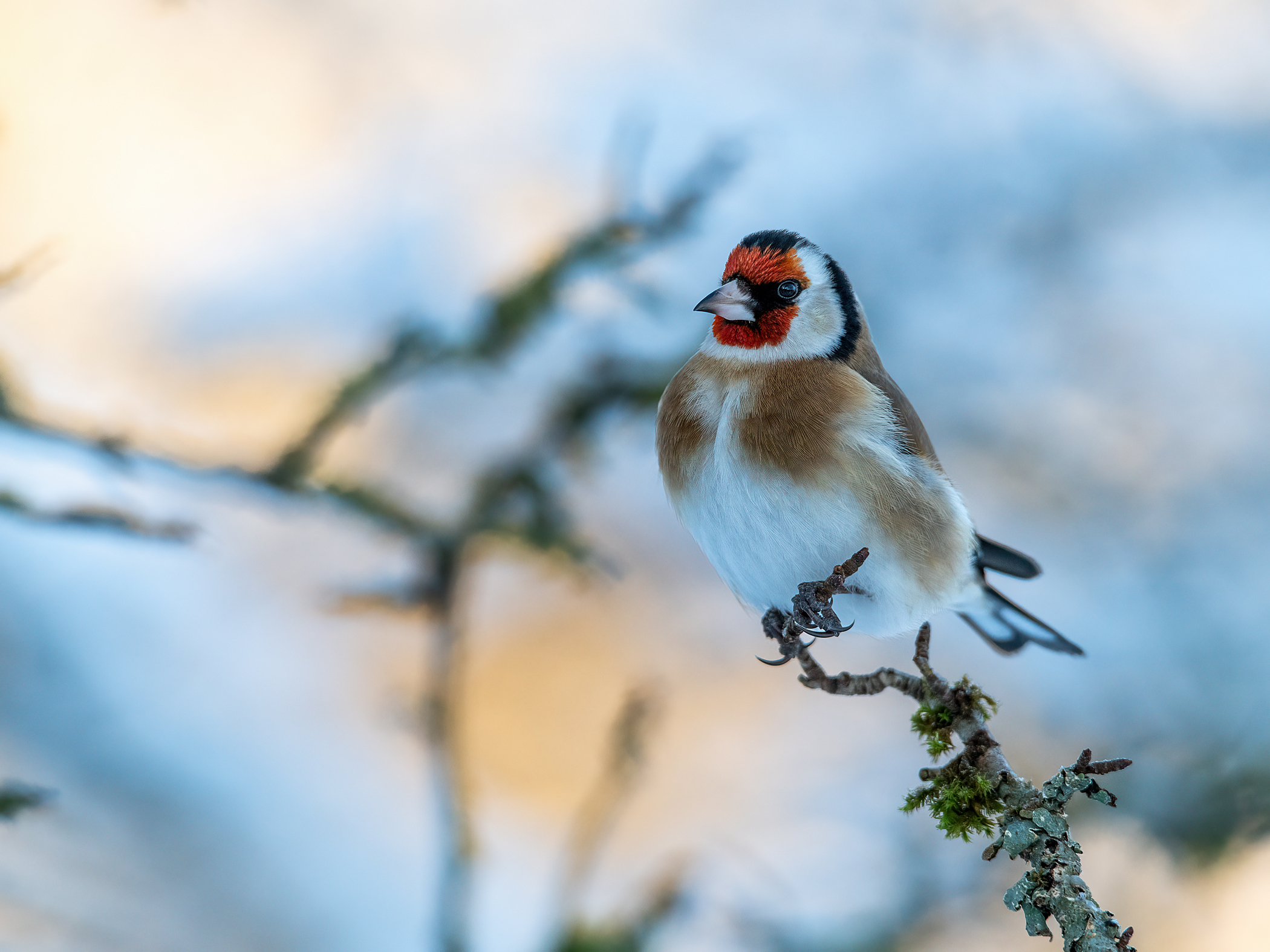 Nahrungsgast im Garten