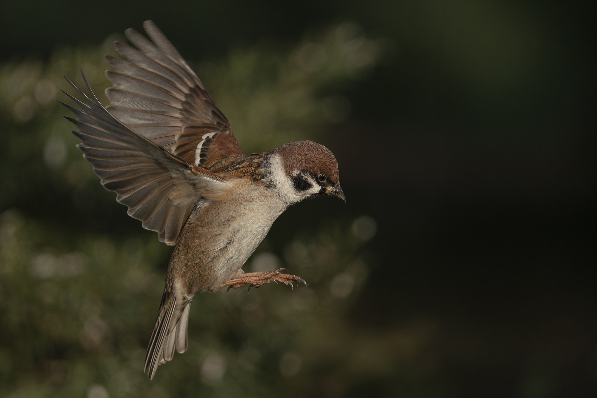 Anfliegender Feldsperling