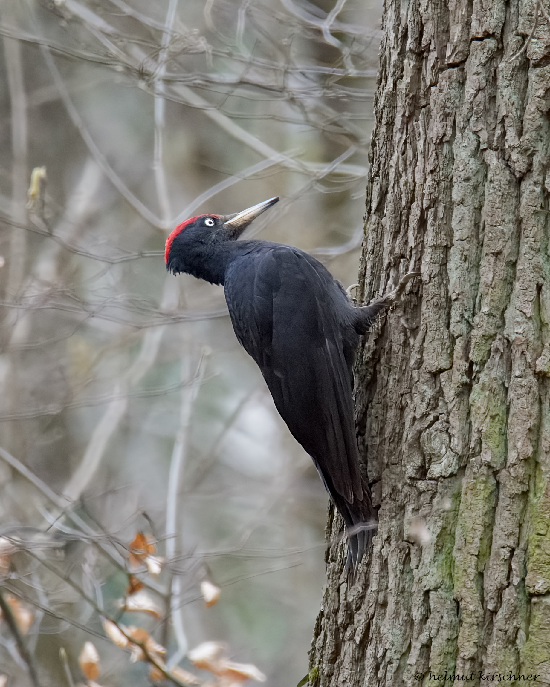 Schwarzspecht