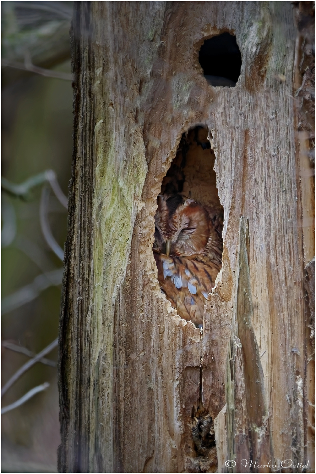 Waldkauz (Strix aluco)