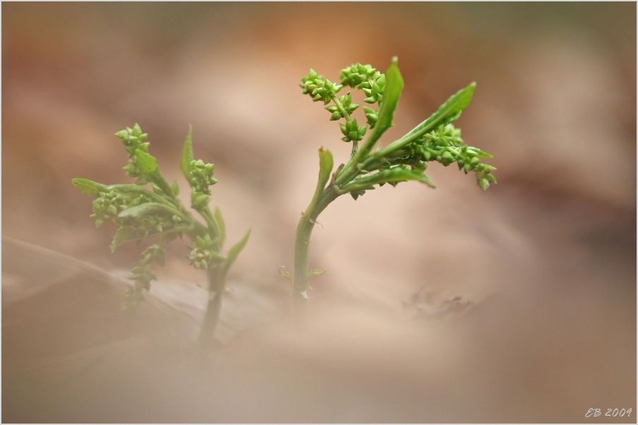 Ein etwas anderer Frühjahrsblüher
