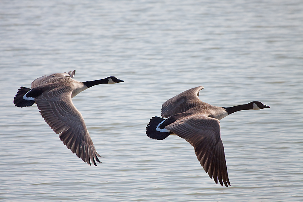 Kanadagänse im NSG Waghäusel