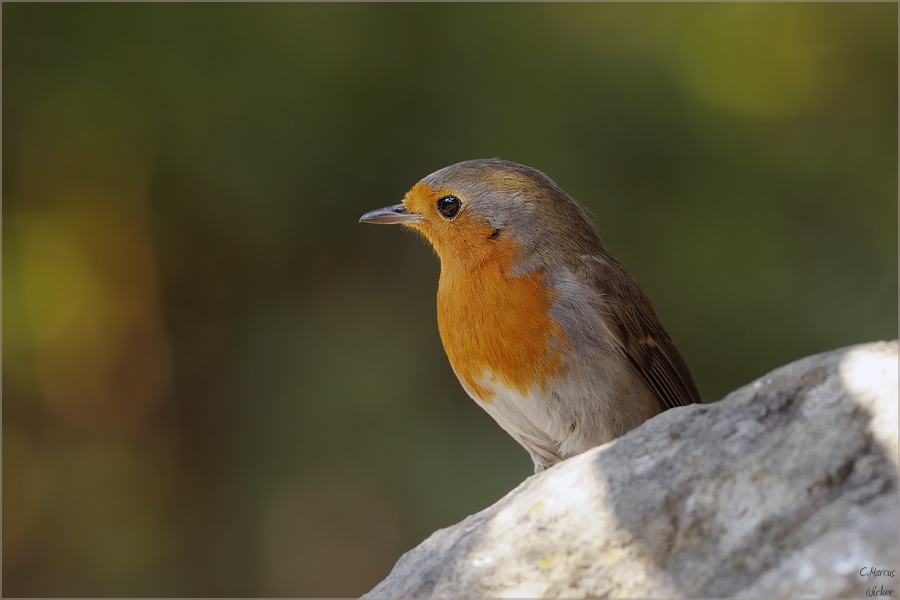 ~Robin~