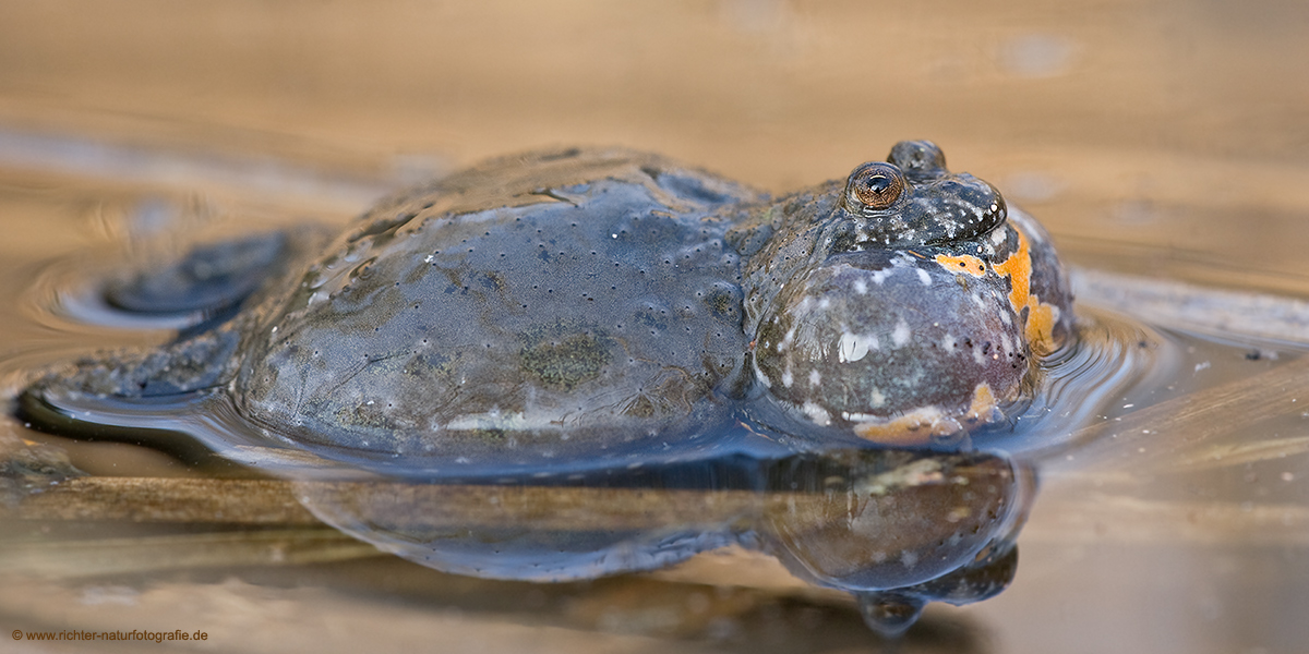 Rotbauchunke - Bombina bombina
