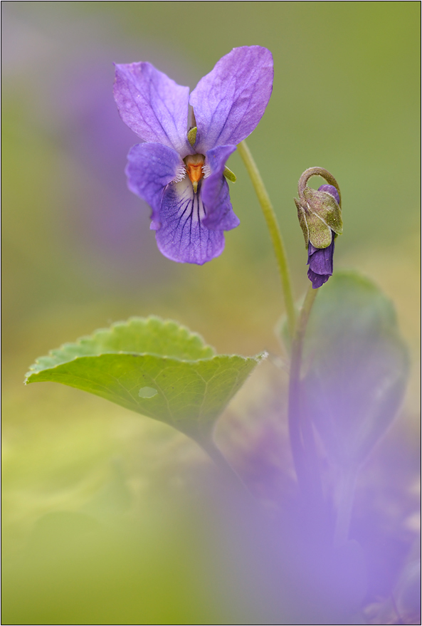 Veilchen(viola odorata)