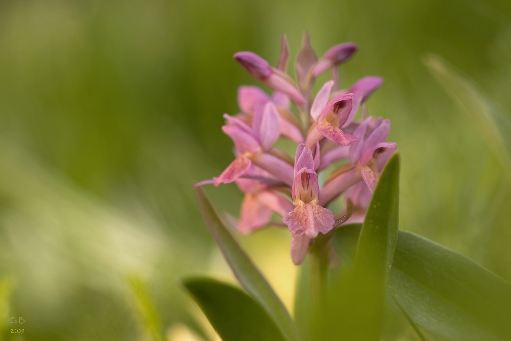 Noch eine Farbvariante..